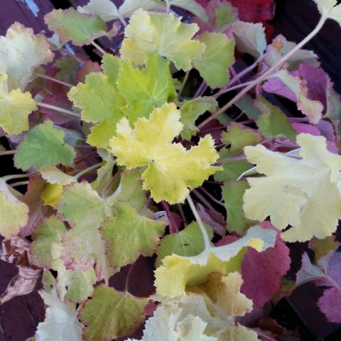 heuchera 4.jpg