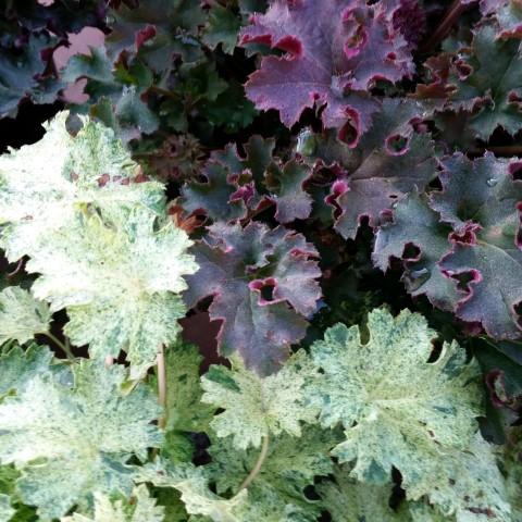 heuchera5.jpg